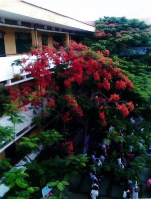 quangcanh-20.JPG