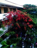 quangcanh-20.JPG